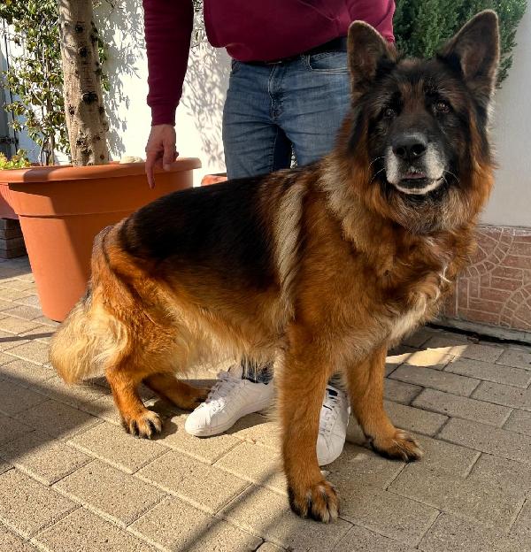 EROS BELLISSIMO PASTORE TEDESCO Foto 7